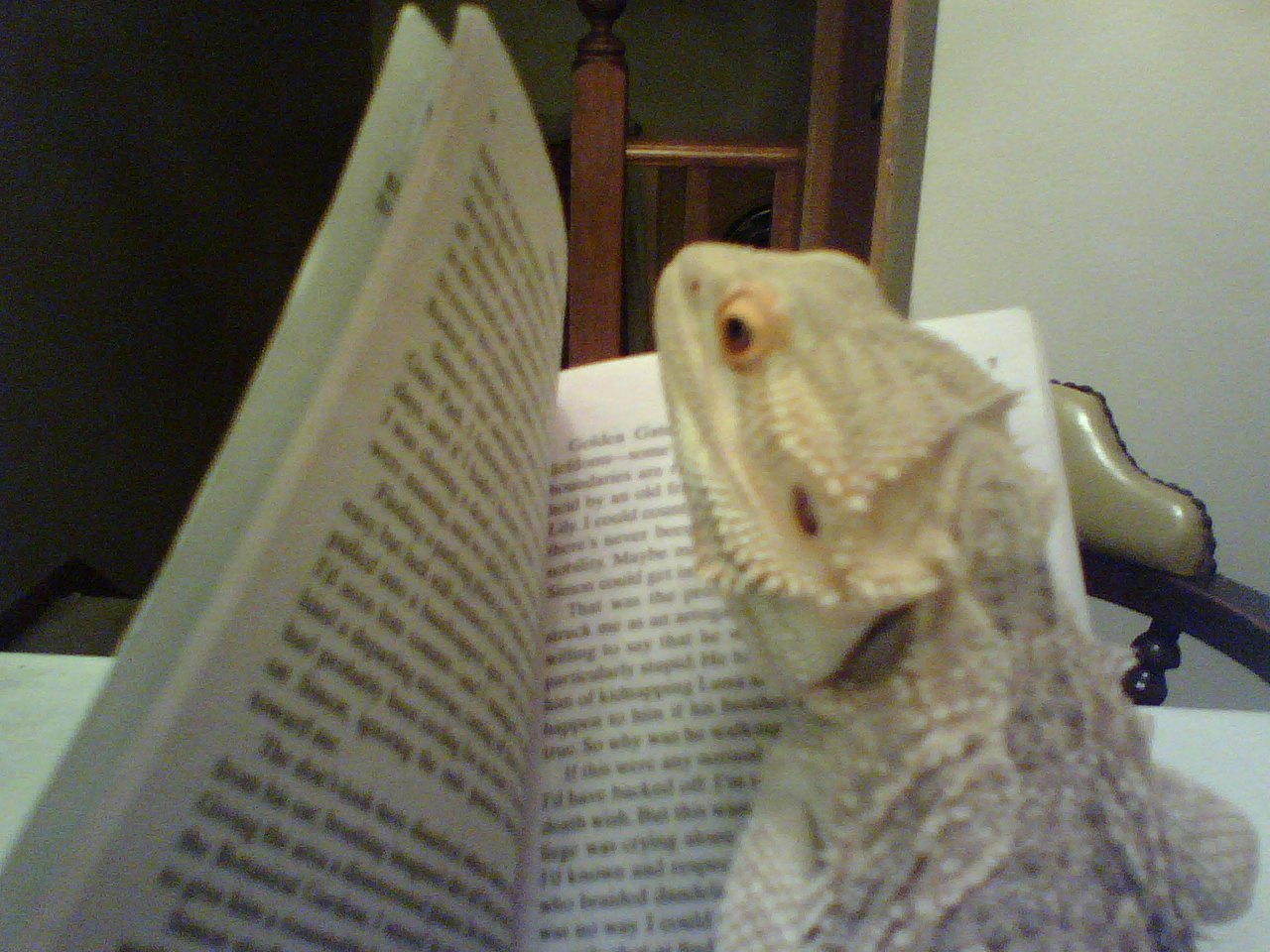 Moxy reads